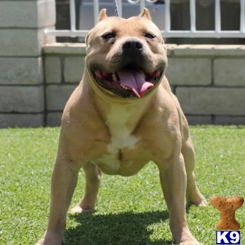 Dogs for Sale
